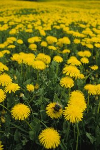 Delicious dandelions attract native pollinators that are essential to the success of your garden.