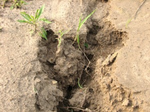 Soil erosion can be caused by irresponsible land management practices.