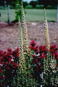 Herold's Yellow Foxglove, Available at Mulberry Creek Herb Farm