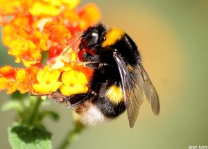 Bumble bees are native pollinators.