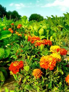 Marigolds keep a variety of pests from feasting on other garden plants.