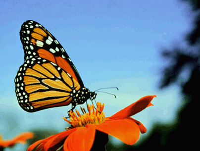 Butterflies pollinate and add beauty to your garden.