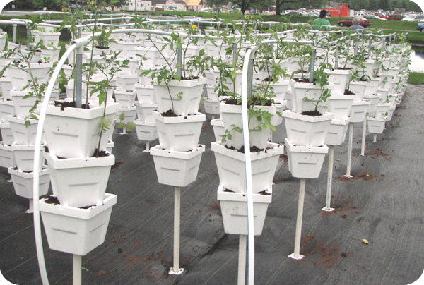 CIFT's Vertical Hydroponic System can be set up in an empty parking lot or on a roof top.